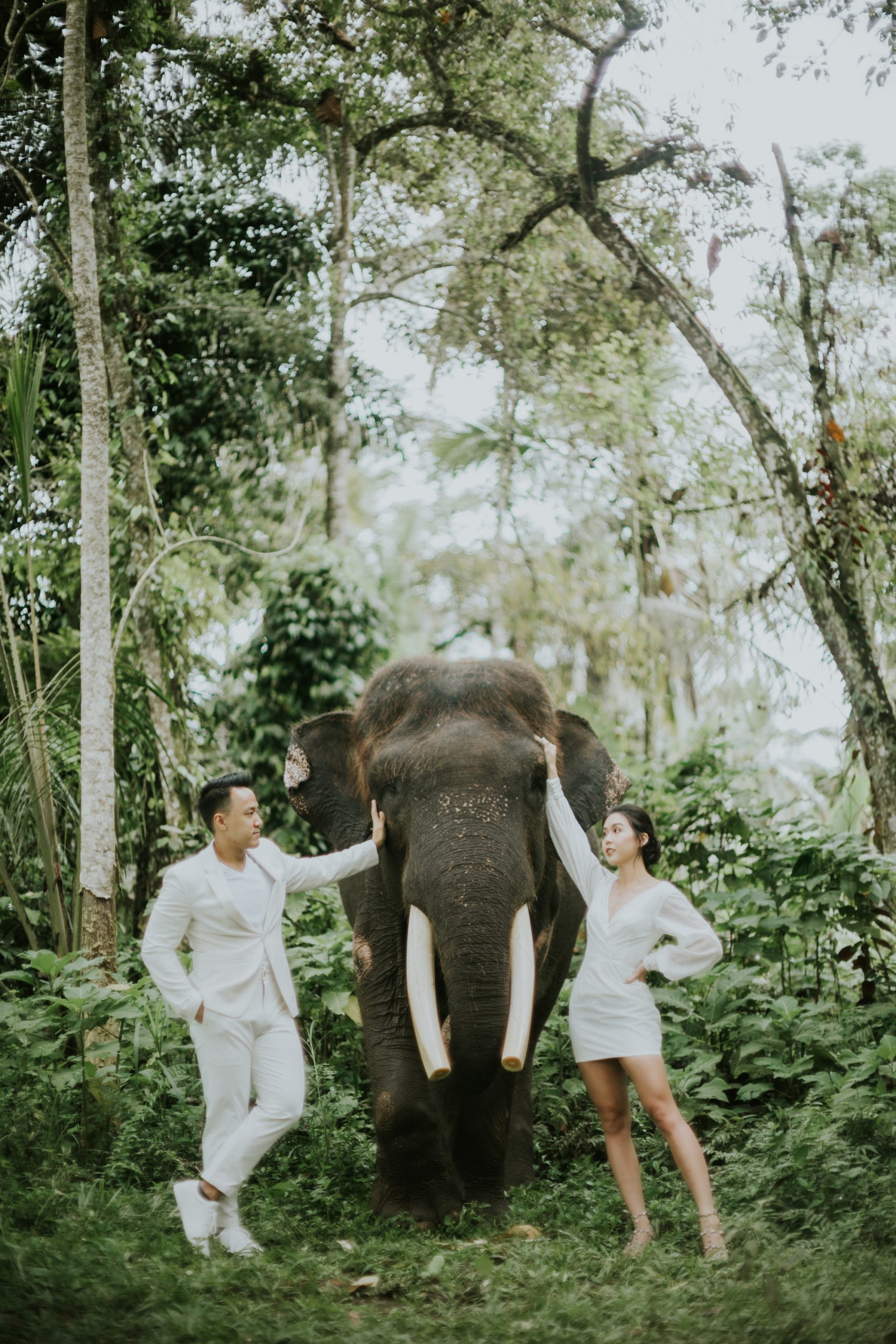 Bali prewedding with elephant